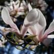 Magnolia3