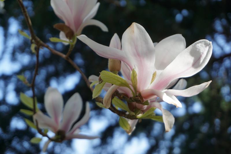 Magnolia 2