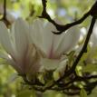 Magnolia1